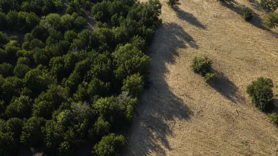 Aerial view of a North Texas property half covered in cedar and half freshly mulched