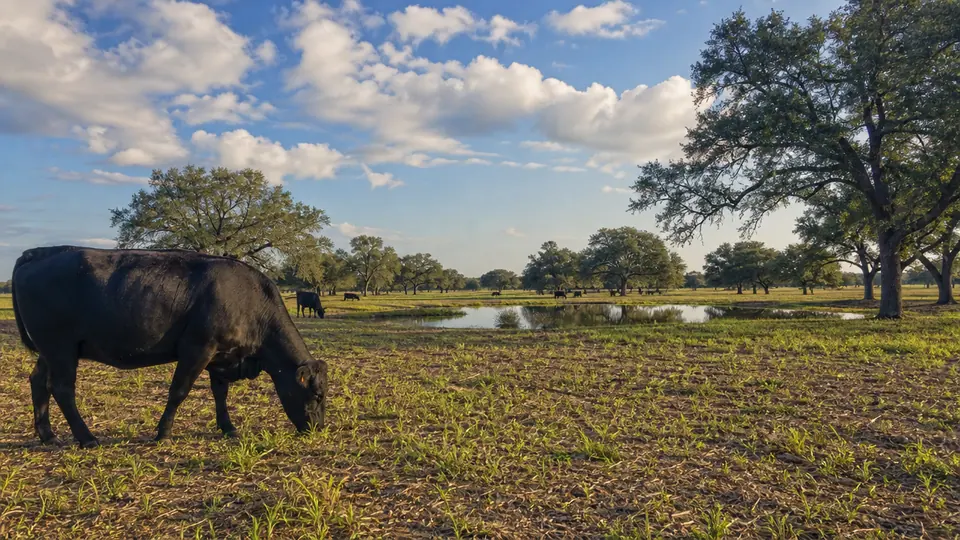 Reclaimed North Texas pasture with cattle grazing under live oaks